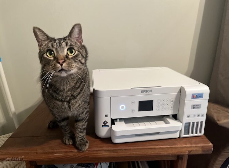 A small tiger-striped cat sits on a side table right next to a white Epson EcoTank printer.